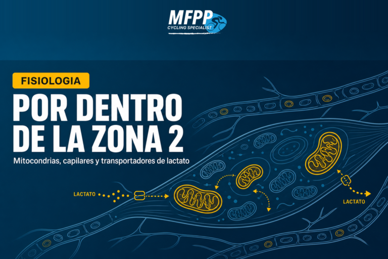 Ilustración de una célula muscular con mitocondrias y capilares que representa el motor aeróbico del ciclista