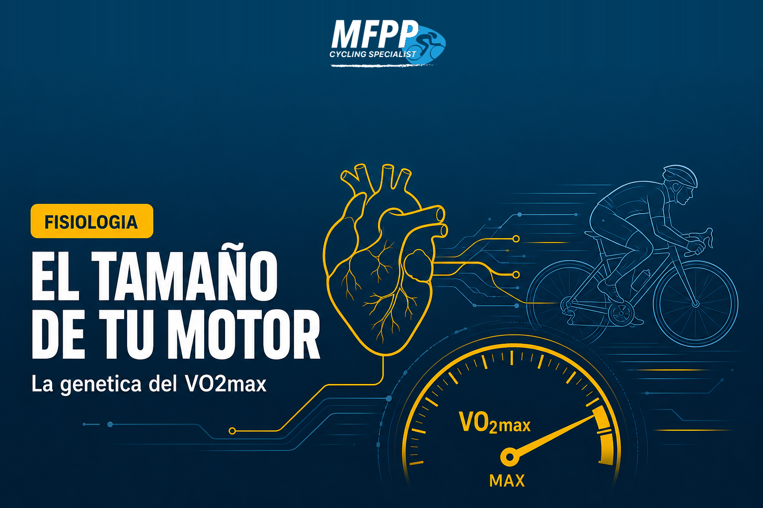 Ilustración de un corazón y el sistema circulatorio de un ciclista representando el motor aeróbico y el VO2máx