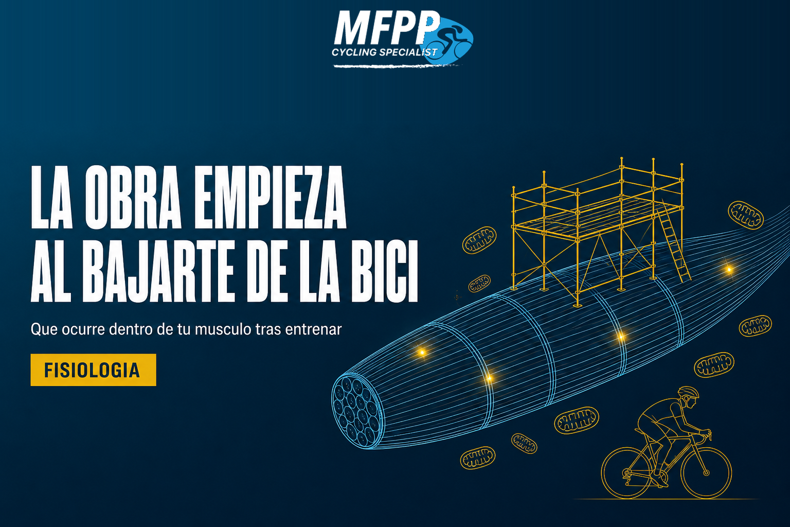 Fibra muscular dibujada en líneas azules con un andamio amarillo encima y mitocondrias nuevas alrededor, junto a un ciclista en line-art